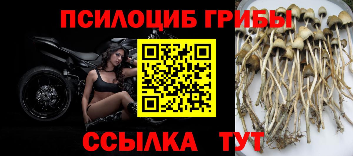Псилоцибиновые грибы прущие грибы Волоколамск